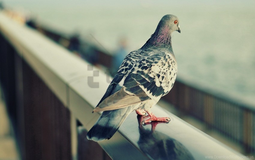 bird feathers pigeon sit wallpaper PNG images with clear alpha channel