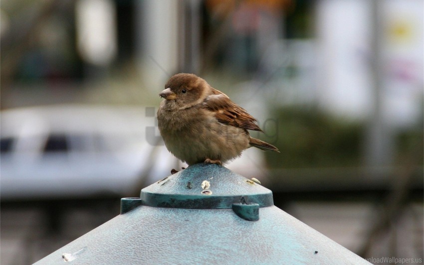 bird feathers sitting small sparrow wallpaper HighResolution Transparent PNG Isolated Element