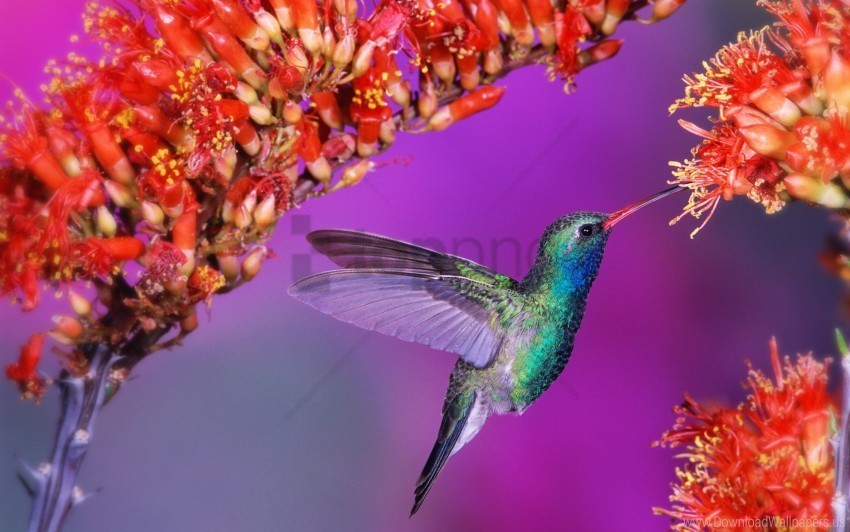 bird flap flight flowers hummingbird speed wings wallpaper PNG images with alpha channel selection