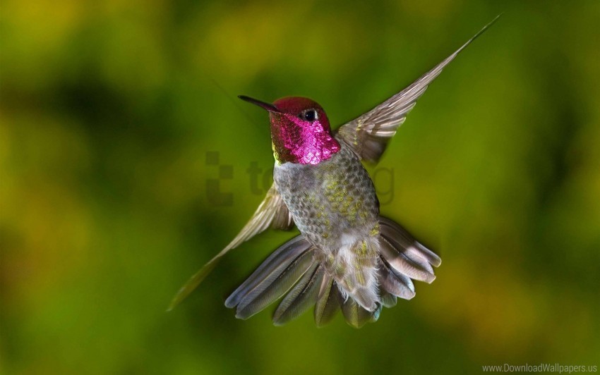 bird flap hummingbirds wings wallpaper Transparent PNG images collection