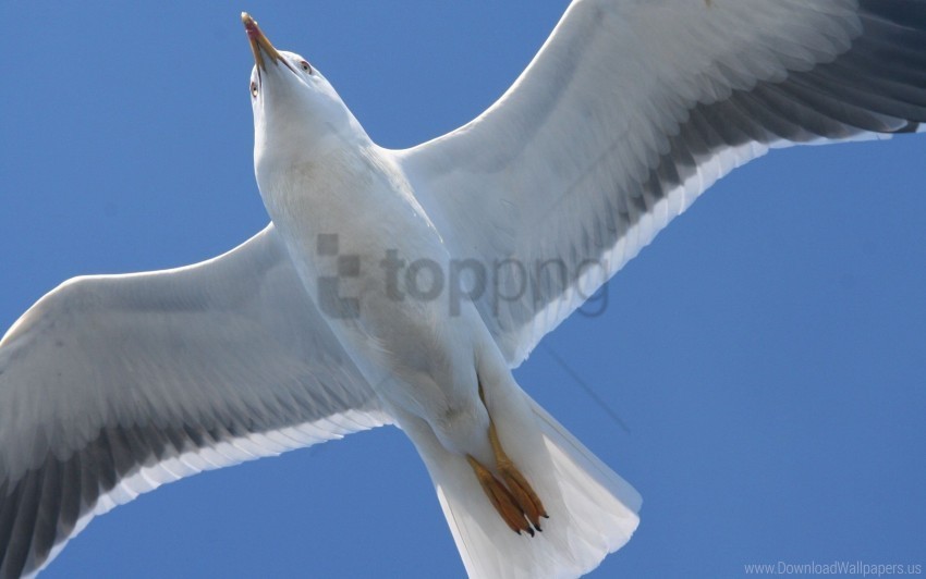 bird flap seagull wings wallpaper PNG with clear background set