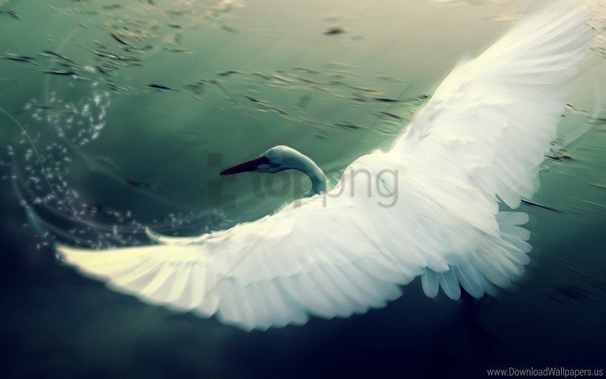 bird flap swan water wings wallpaper Transparent PNG images for design