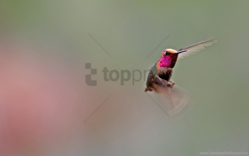 bird flapping hummingbird wings wallpaper PNG images with alpha transparency wide collection