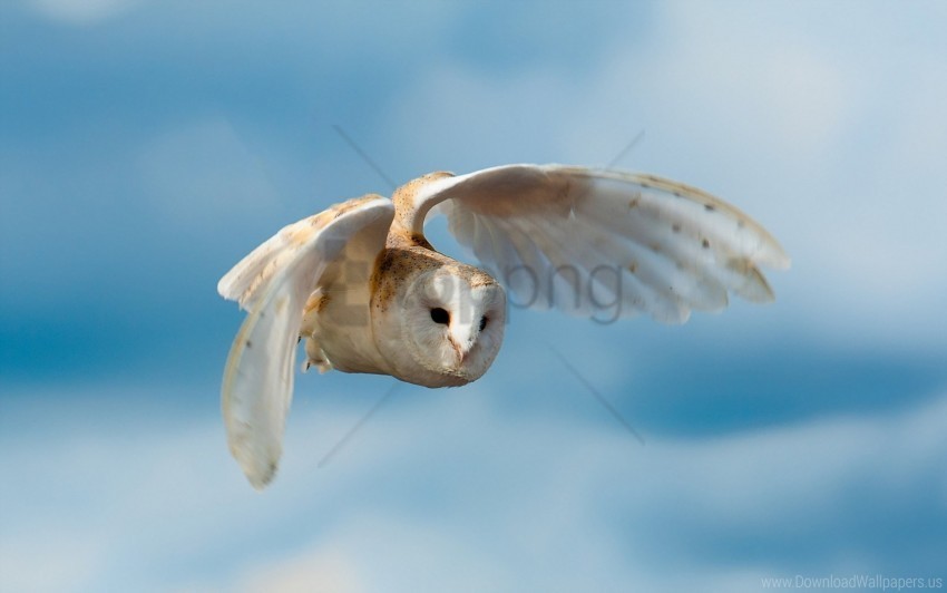 bird flight nature owl sky wallpaper PNG with clear background set