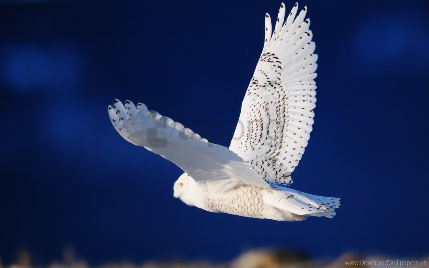 bird flight owl predator sky wallpaper Isolated Subject on HighQuality PNG