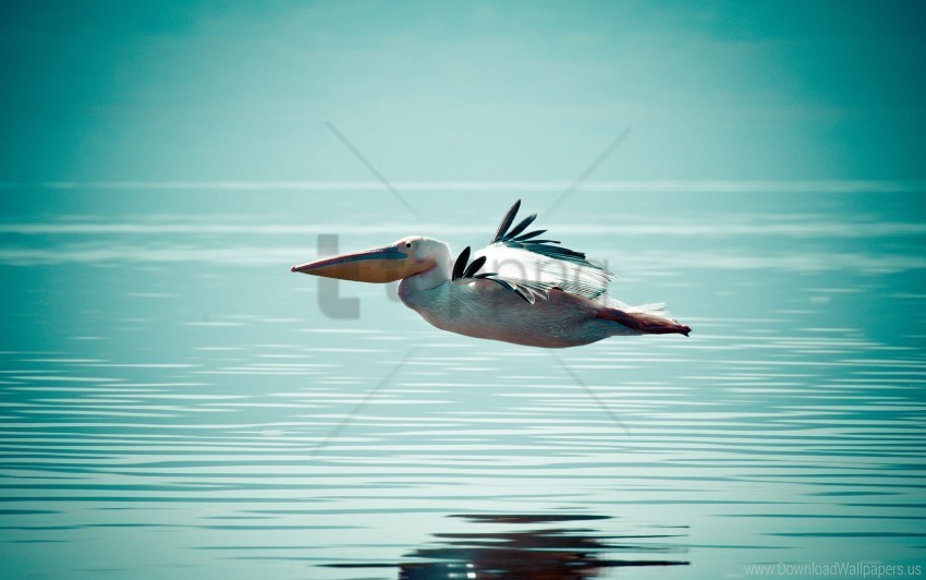 bird flight pelican surface water wallpaper PNG graphics for free