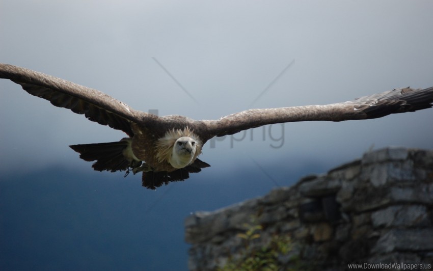 bird flight predator sky vulture wings wallpaper PNG Image with Clear Isolated Object