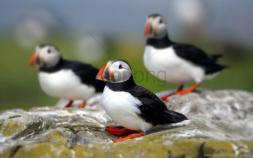 bird flock puffin sit wallpaper Isolated Object with Transparency in PNG