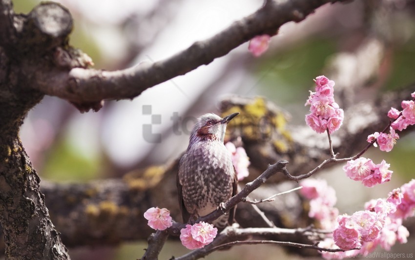 bird flower flowering tree wallpaper PNG transparency images