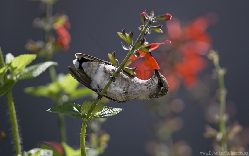bird flower food hummingbird nectar stem wallpaper Transparent PNG images free download