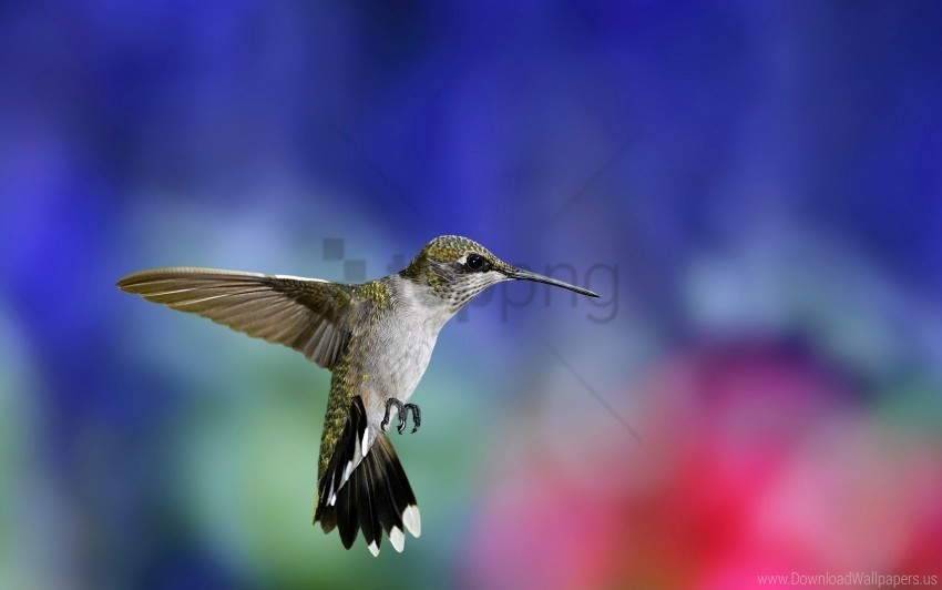 bird flowers flying grass hummingbird wallpaper Clear background PNG elements