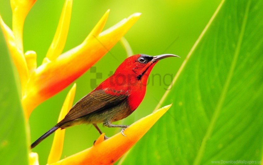 bird flowers grass leaves wallpaper PNG images with clear alpha channel