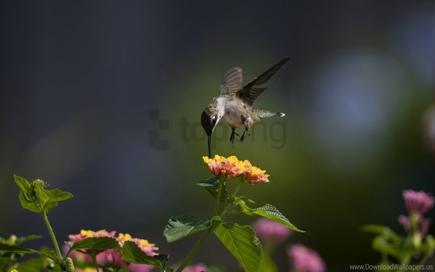 Bird Flowers Hummingbird Macro Sunny Wallpaper PNG Artwork With Transparency