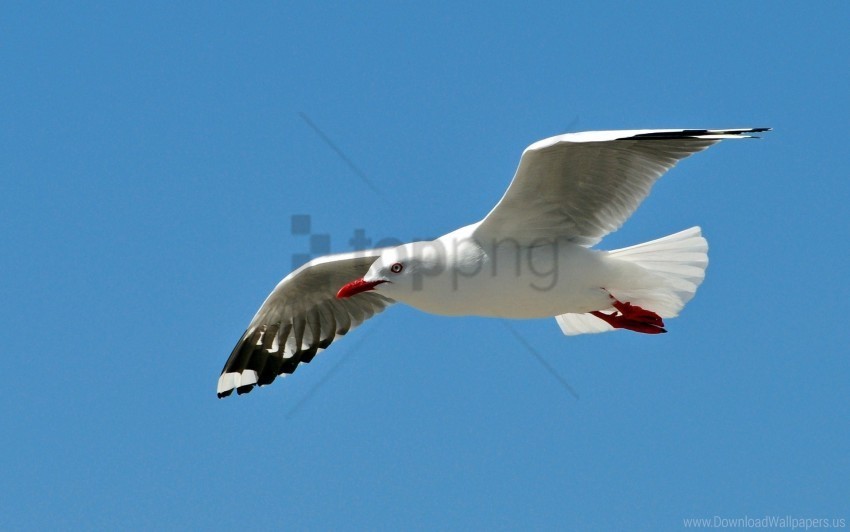 bird fly gull sky swing wallpaper Isolated Element with Clear PNG Background