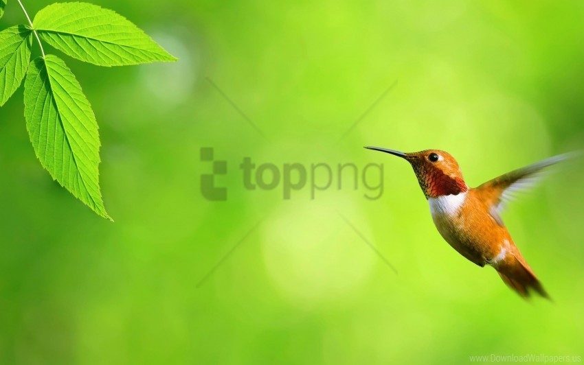 bird fly hummingbird swing wallpaper HighResolution Transparent PNG Isolated Graphic