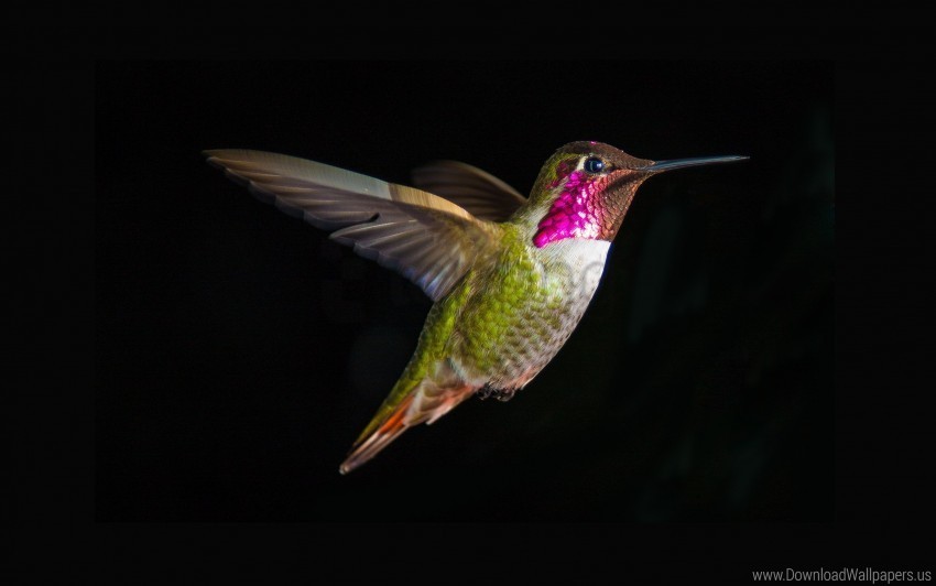 bird fly hummingbirds swing wallpaper PNG images with high-quality resolution
