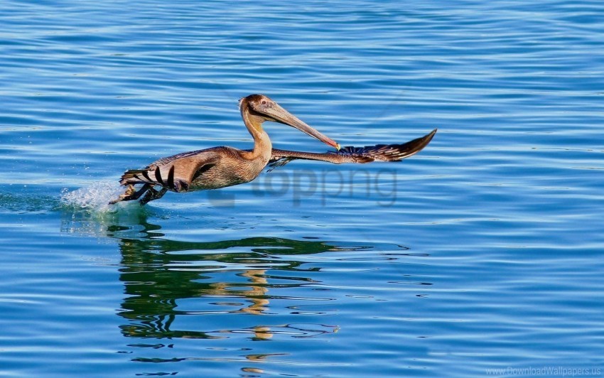 bird fly pelican sea swim water wallpaper PNG for mobile apps