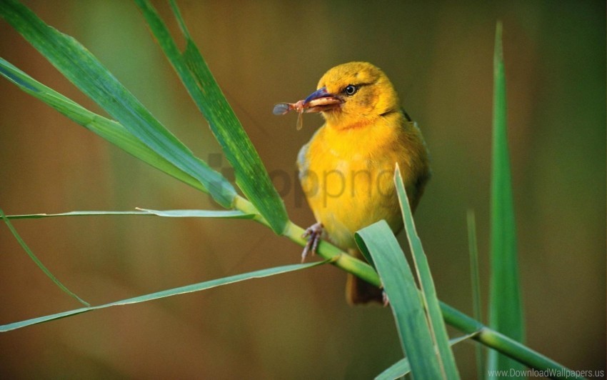 bird fly yellow wallpaper Transparent PNG images database