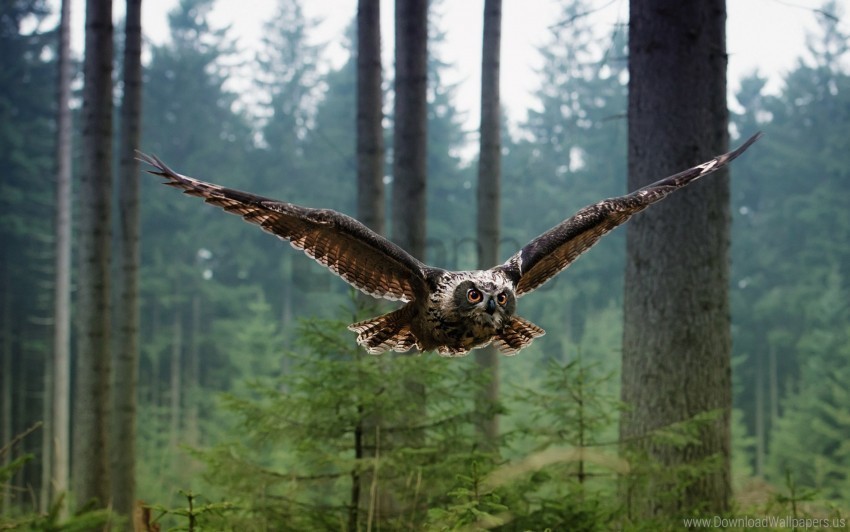 bird flying forest predator trees wl wallpaper Free PNG images with transparent layers