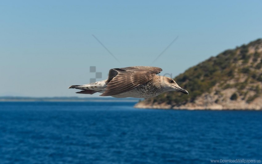 bird flying gull sea wallpaper Transparent PNG illustrations