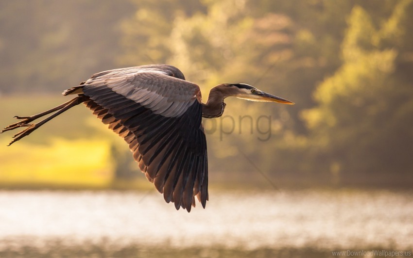 bird flying heron sky wallpaper PNG with Isolated Object and Transparency