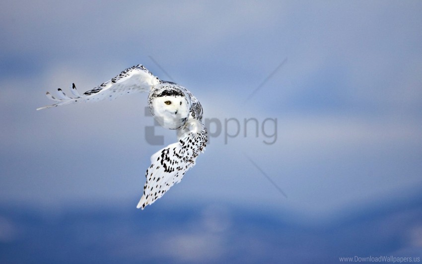 bird flying owl predator white wallpaper PNG images with transparent overlay