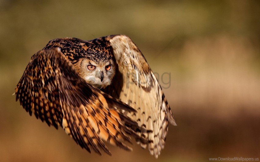 bird flying owl wings wallpaper PNG Isolated Subject on Transparent Background