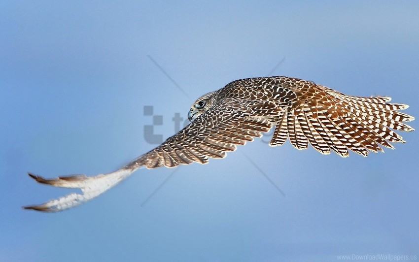 bird flying prey sky wallpaper PNG graphics with clear alpha channel collection