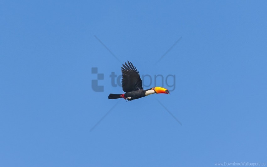 bird flying sky toucan wallpaper Transparent PNG graphics library