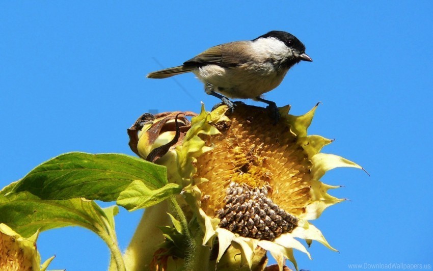 bird foliage sit sky sparrow sunflower wallpaper Isolated Element in Clear Transparent PNG