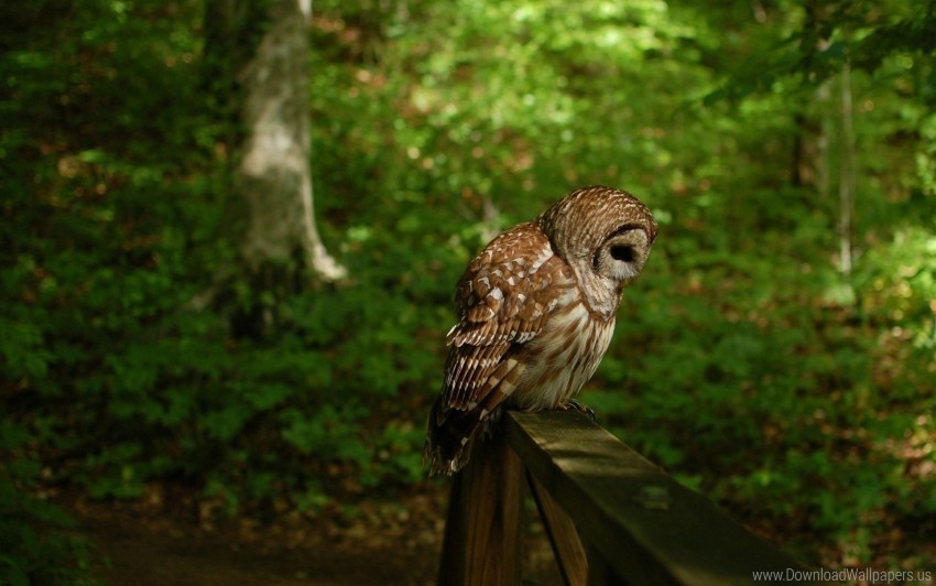 bird forest owl predator wallpaper PNG photo