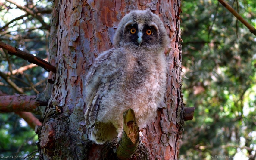 bird forest owl predator wallpaper PNG images with clear alpha channel