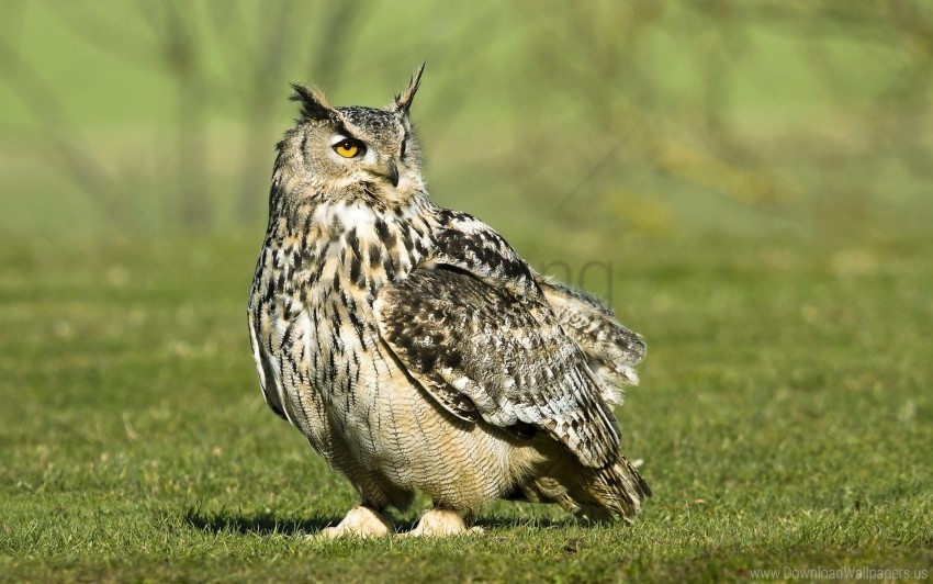 Bird Grass Large Owl Predator Walk Wallpaper High-quality PNG Images With Transparency