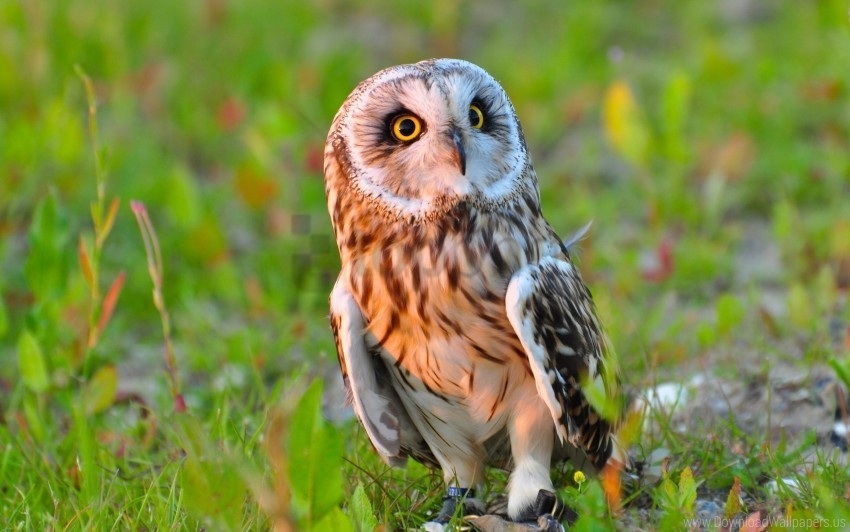 bird grass owl predator wallpaper PNG transparent photos extensive collection