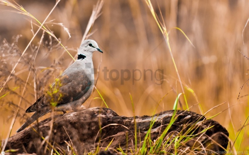 bird grass rocks wallpaper Transparent Background Isolated PNG Character