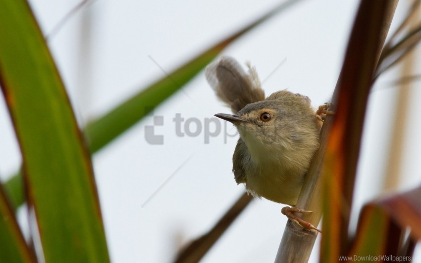 bird grass stick twig wallpaper PNG Image with Isolated Subject