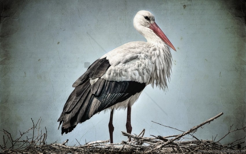 bird grass stork wallpaper Transparent PNG Isolated Graphic Detail