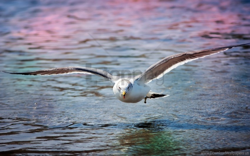 bird gull sea surface wallpaper Isolated Illustration with Clear Background PNG