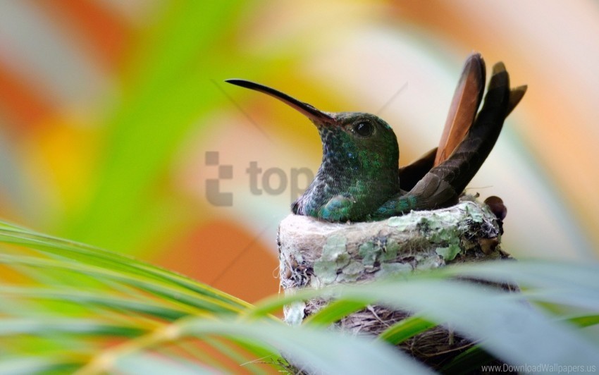 bird hummingbird nest wallpaper Clean Background Isolated PNG Graphic