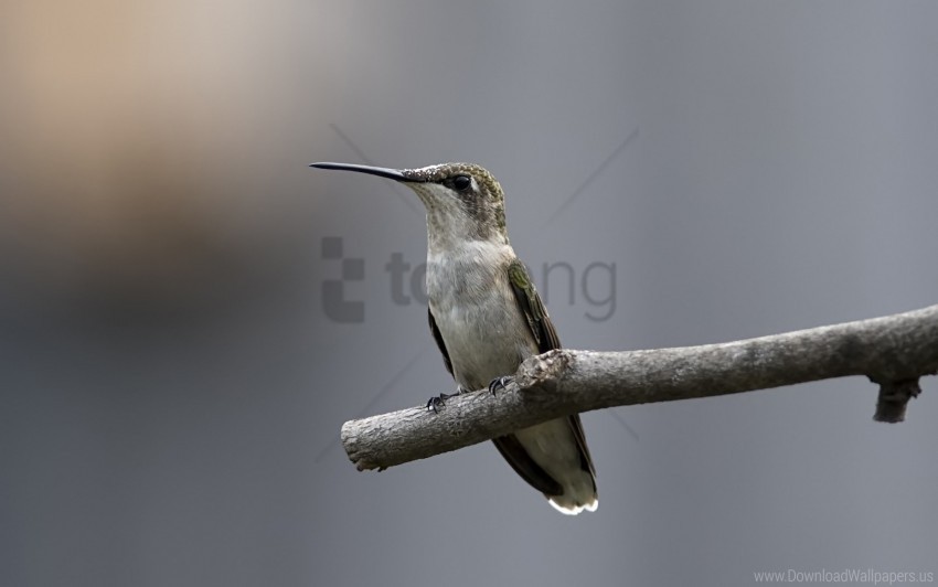 bird hummingbird stick twig wallpaper PNG clear images