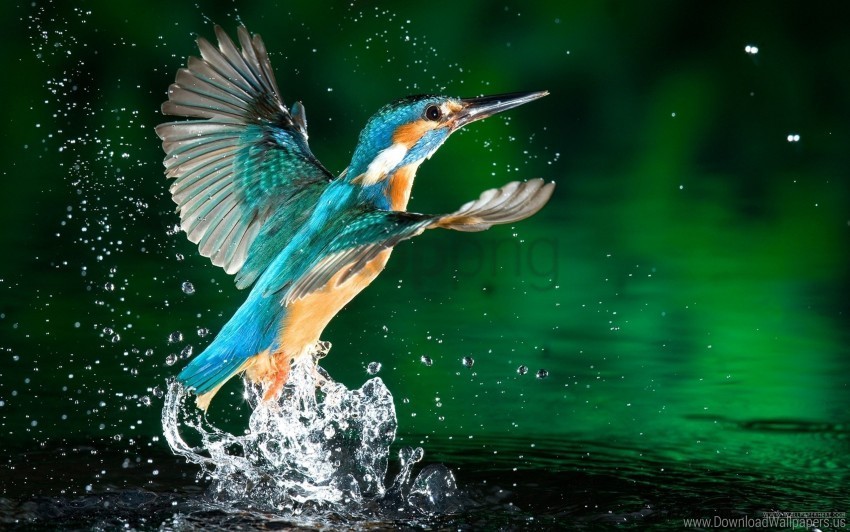 bird hummingbirds spray wallpaper Transparent PNG image free