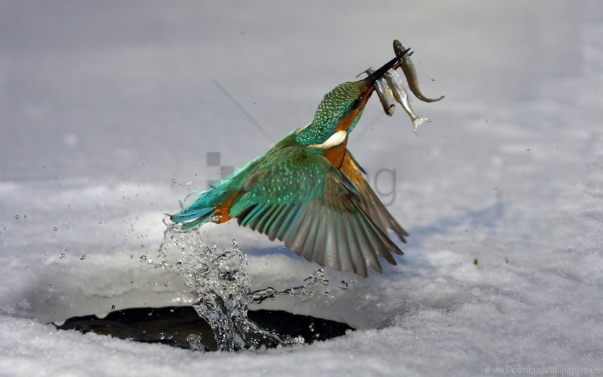 bird hunting kingfisher water wallpaper Transparent PNG images extensive variety