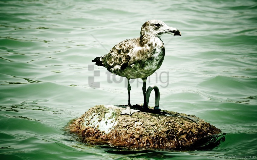 bird island seagull sitting wallpaper Free PNG images with transparent backgrounds