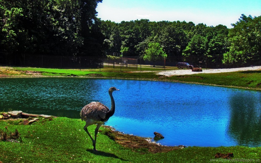 bird lake ostrich pond zoo wallpaper PNG file with alpha