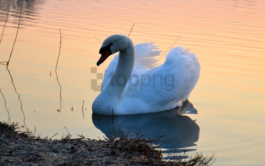 bird lake sunset swan wallpaper PNG transparent photos vast collection