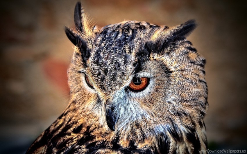 bird look owl predator wallpaper High-resolution PNG images with transparency wide set