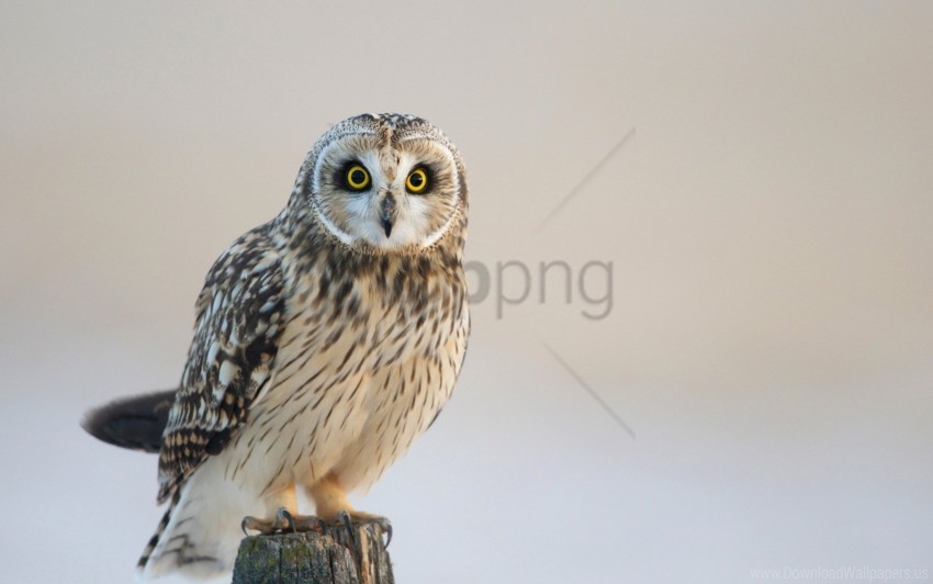 bird look owl predator wallpaper Transparent PNG picture