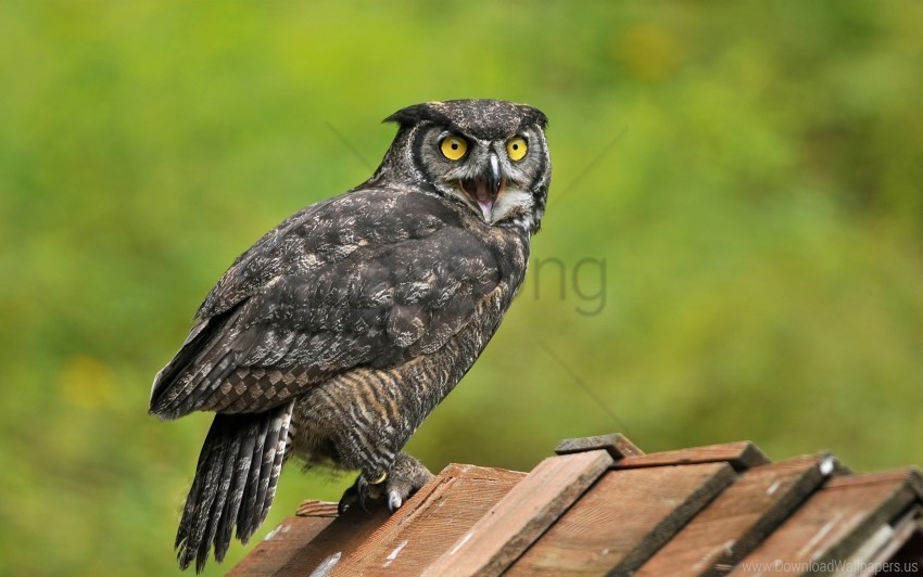 bird look owl predator wallpaper Isolated Object on Transparent Background in PNG
