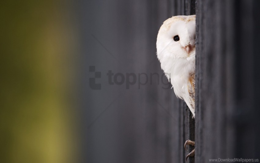 bird looking out owl predator wallpaper Isolated Subject with Clear Transparent PNG