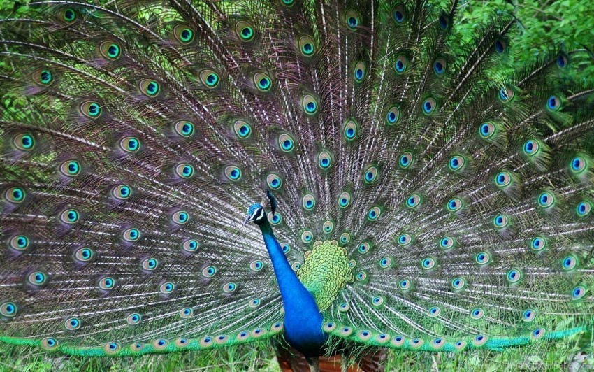 bird male patterns peacock posture tail wallpaper PNG transparent photos vast variety